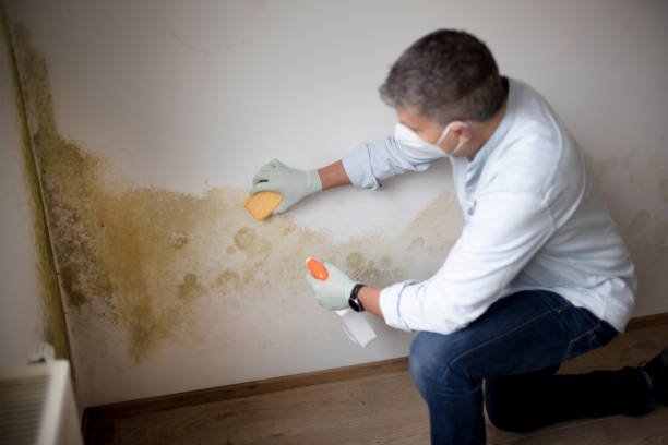Best Dehumidification Services  in Wolfhurst, OH